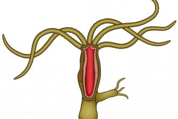 Kraken url