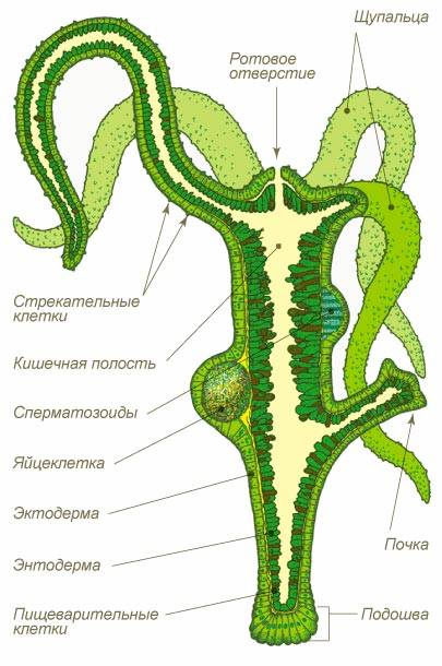 Спрут мега кракен