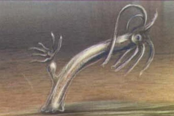 Kraken forum